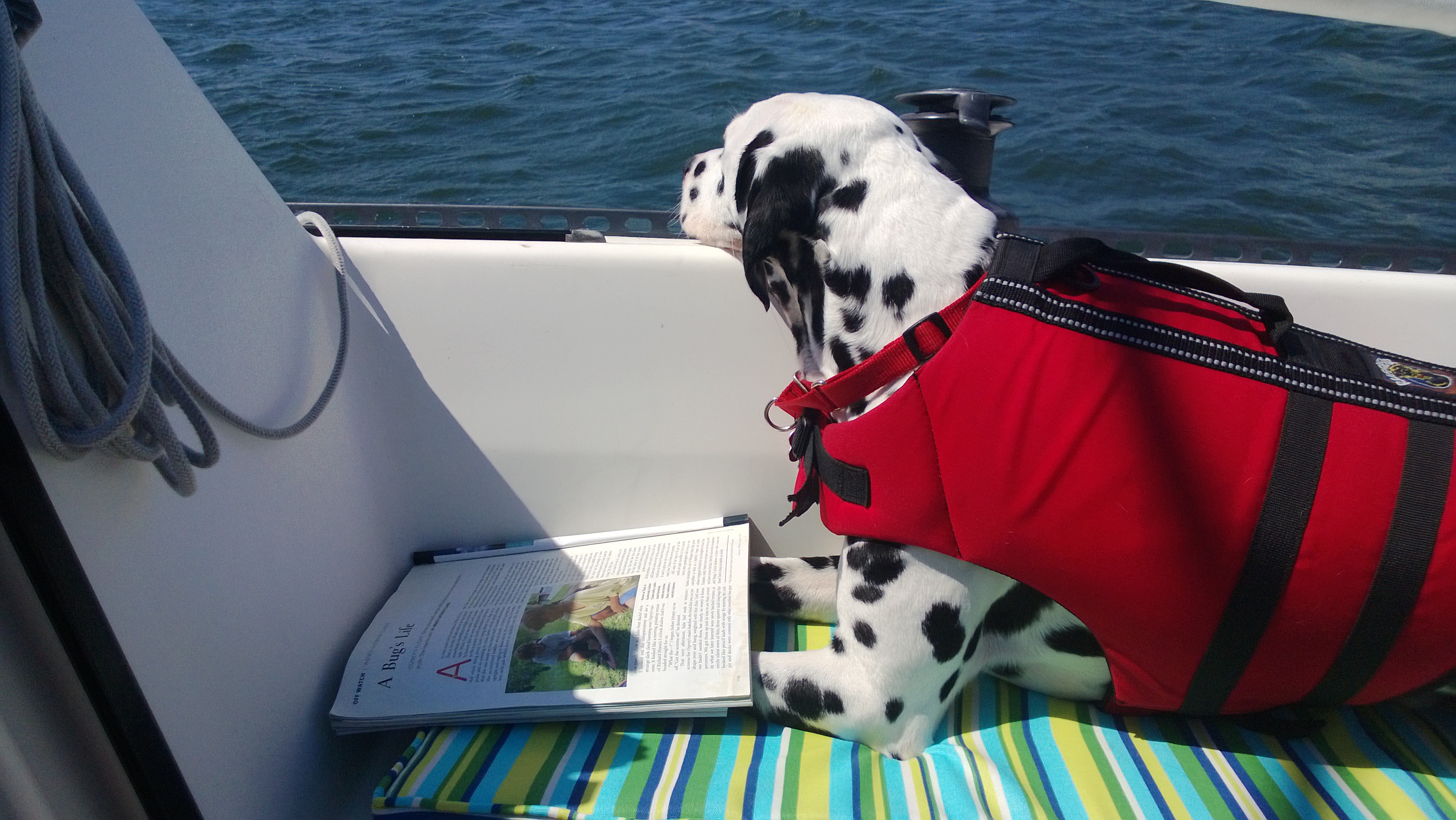 Boat Dog Breeds Page 4 Cruisers & Sailing Forums